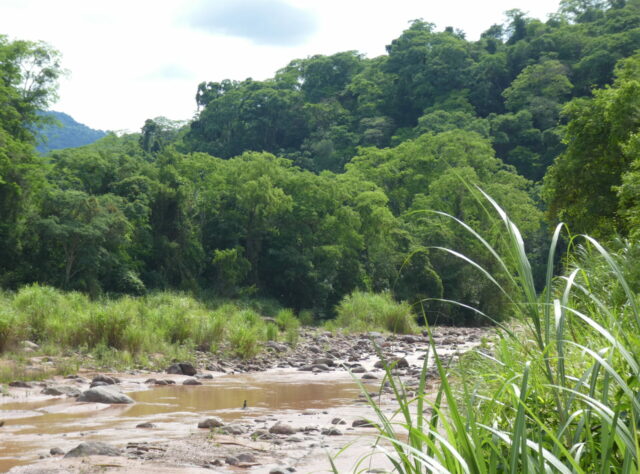 El Pantanoso Reserve, Argentina. Credit: Richard Cuthbert/WLT