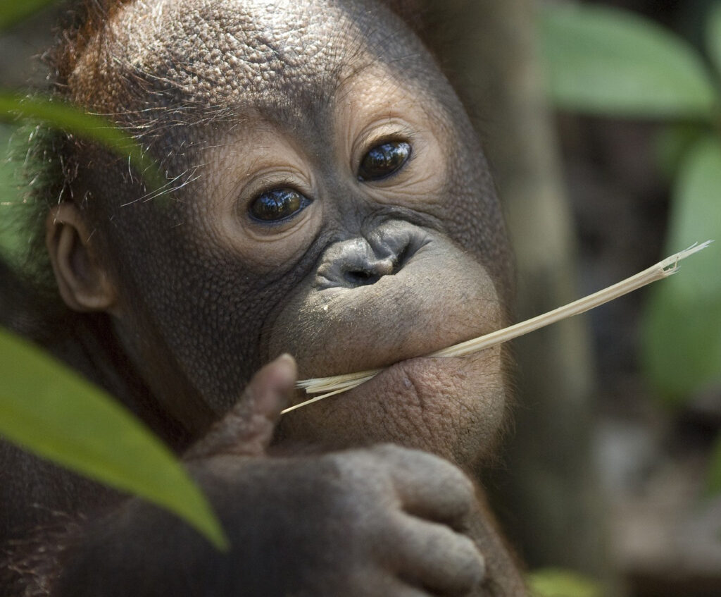 Orangutan. Credit: Chris Perrett/naturesart.co.uk