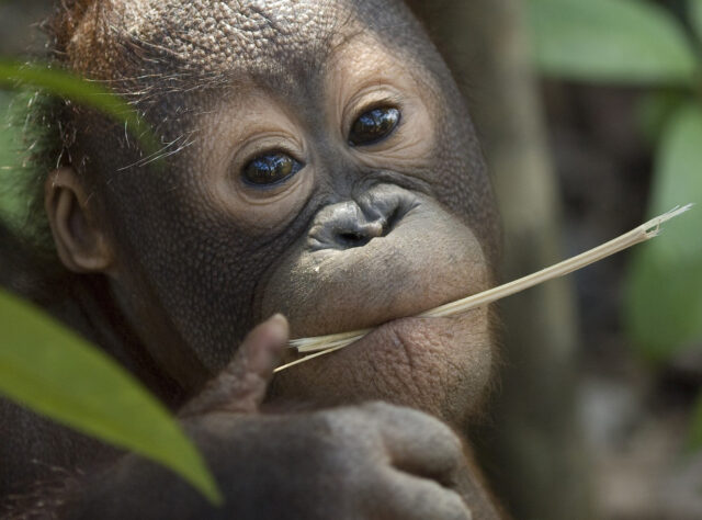 Orangutan. Credit: Chris Perrett/naturesart.co.uk