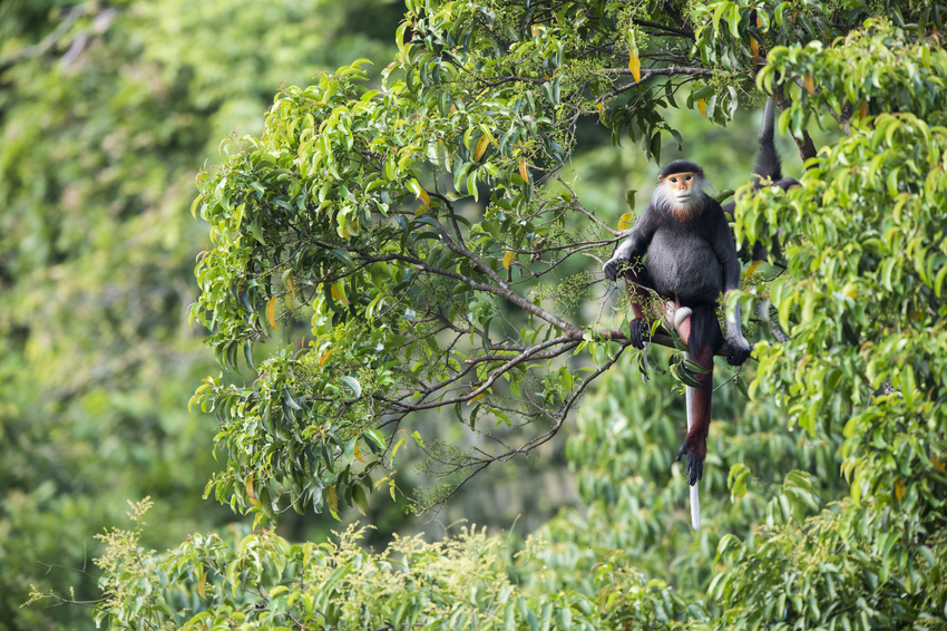 Red-shanked Douc. Credit: Bjornolesen.com/Viet Nature