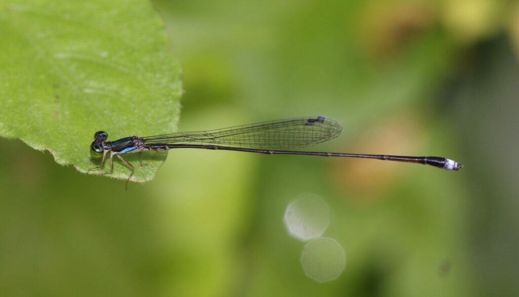 Saving Brazil's Atlantic Forest, Fragment by Fragment