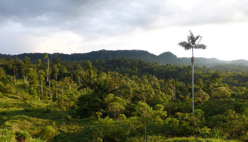 A view of Rio Canande Reserve, Ecuador © Nigel Simpson