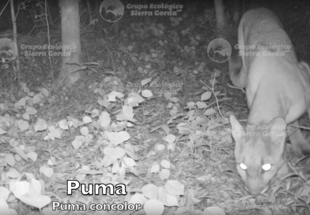 Camera trap image of a Puma