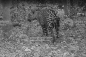 Camera trap image of a Jaguar