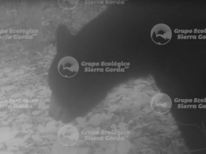 Camera trap image of a Black Bear