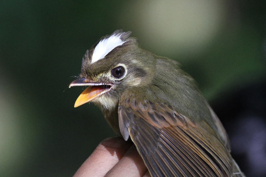 A Russet-winged Spadebill. Credit: Lee Dingain.