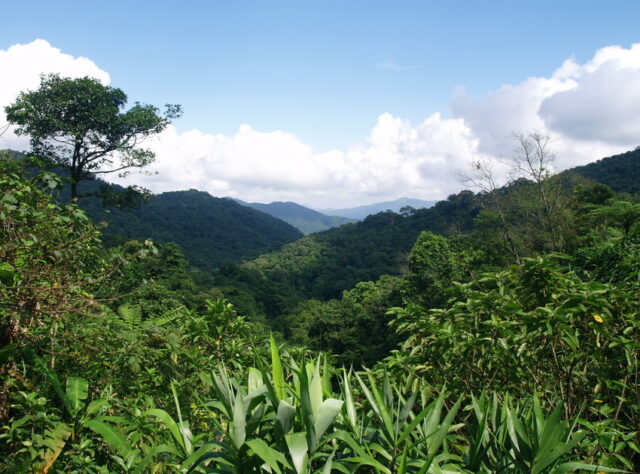 Khe Nuoc Trong, Carbon Balanced Reserve, Vietnam. Credit: WLT/Natalie Singleton