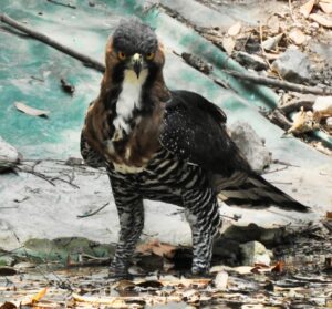 An Ornate Hawk-Eagle visiting a watering hole. Credit: FUNDAECO.