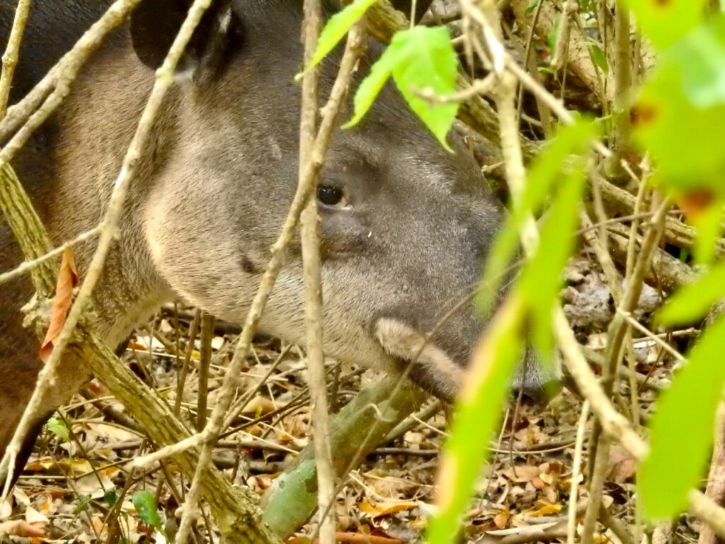 View of a Lowland Tapir through vegtation. Credit: FUNDAECO.