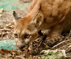 A Puma takes a drink from one of FUNDAECO's man-made watering holes. Credit: FUNDAECO.