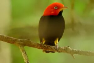 Male Red-headed Manakin on a branch. Credit: FUNDAECO>