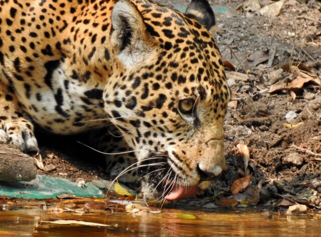 Jaguar drinking at watering hole, Guatemala. Credit: FUNDAECO