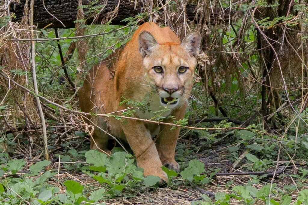 Puma faces the camera in Guatemala. Credit: FUNDAECO