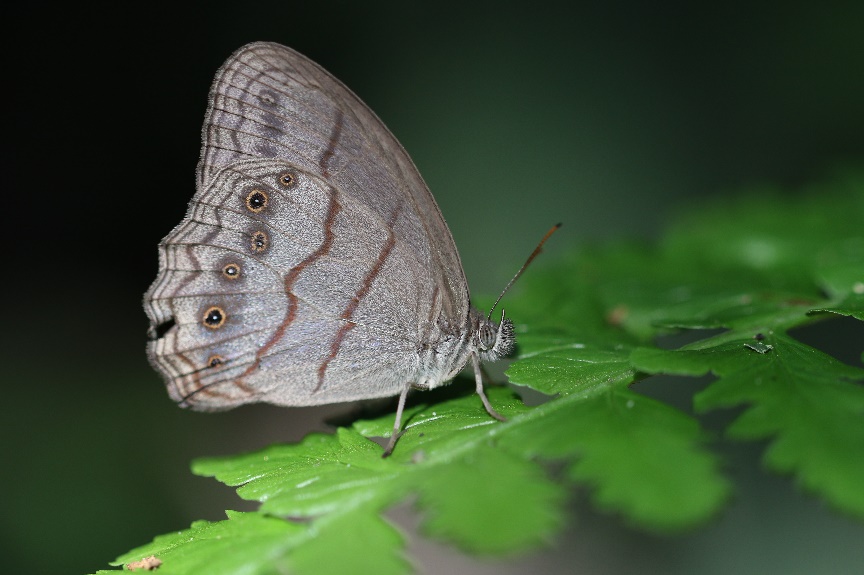 A newly discovered butterfly perched on a leaf at REGUA, Brazil. Credit:Lee Dingain.