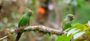 El Oro Parakeets, Buenaventura, Ecuador ©Doug Wechsler