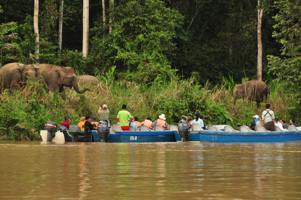 Tourists in boats, viewing Bornean Elephants from close proximity. Credit: HUTAN.