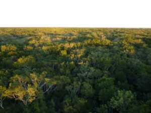 View over the canopy of Shipstern Nature Reserve, Belize.