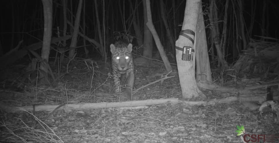Camera-trap image of a Jaguar in Belize.