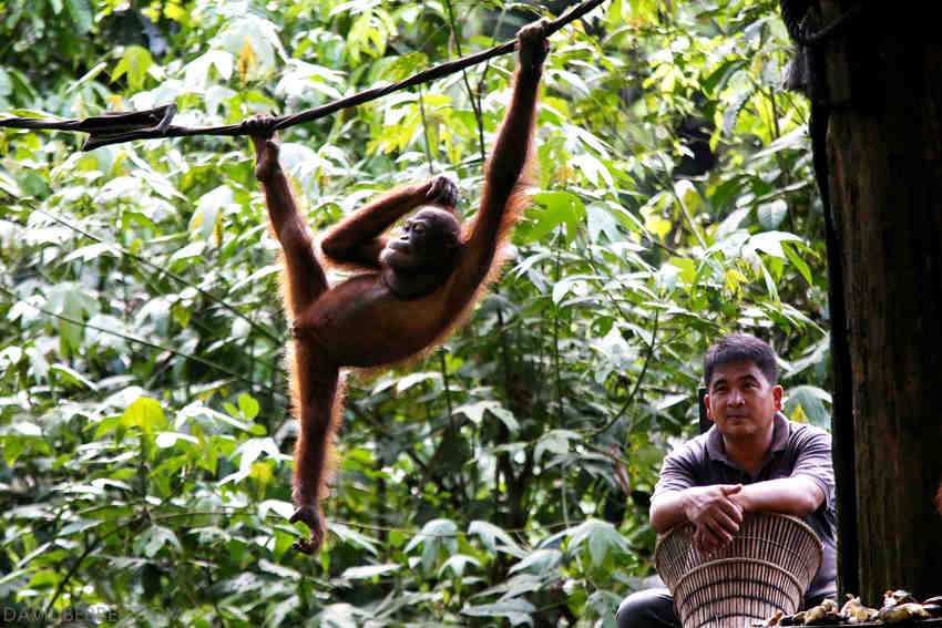 Young Orangutan hanging on a rope. ©David Bebber