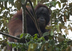 Male Bornean Orangutan looking straight at the camera. Credit: Astrid Munoz