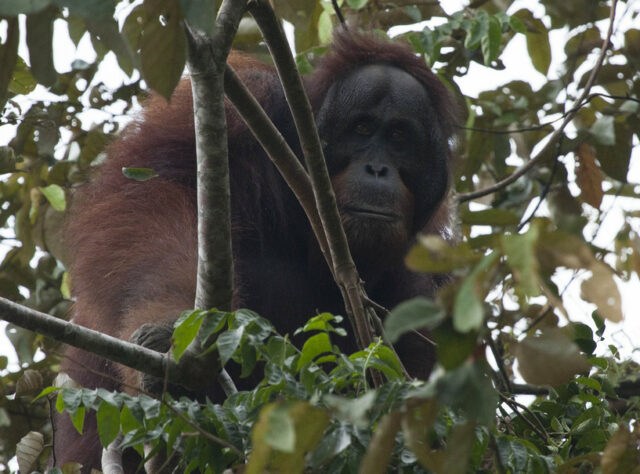 Male Bornean Orangutan looking straight at the camera. Credit: Astrid Munoz