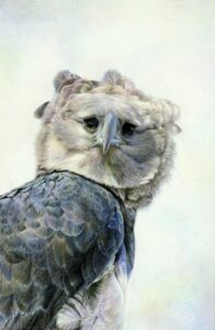 Harpy Eagle portrait by Nick Day.