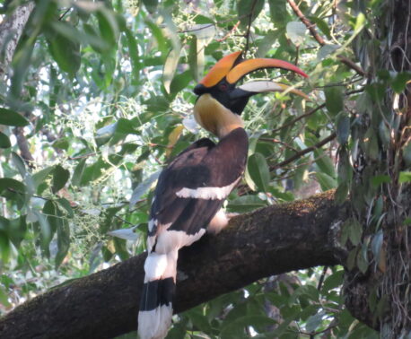 Great Hornbill perched in a Sacred Grove