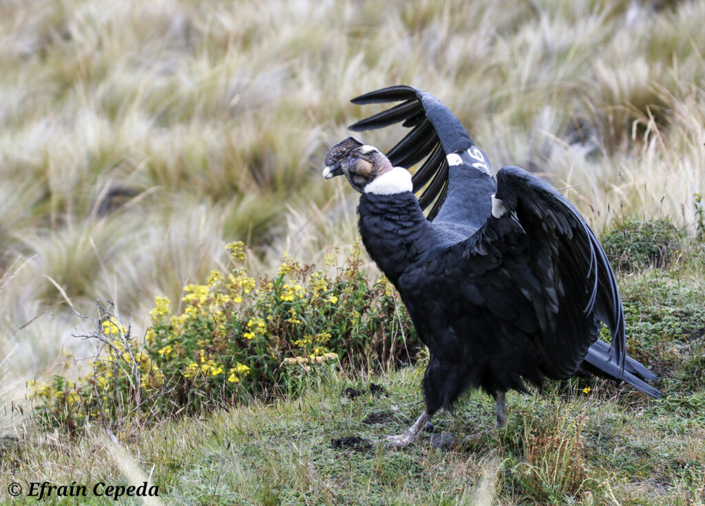 Andean Condor stretching its wings