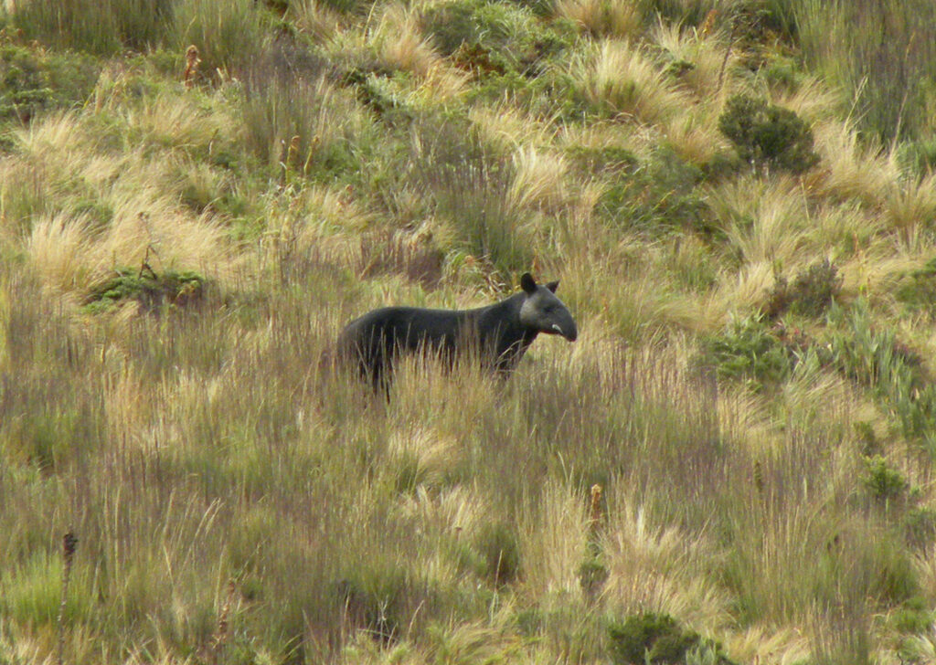 Mountain Tapir on a hillside
