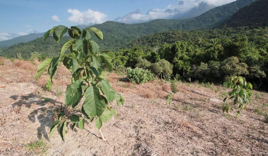 A sapling on hillside at REGUA, Brazil.