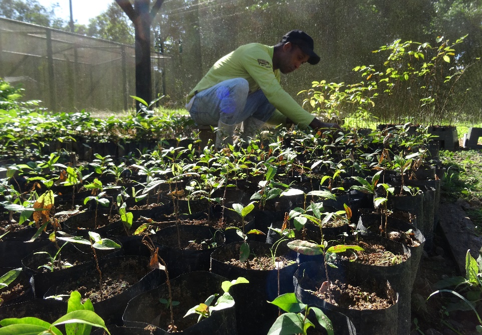 Mauricio tending to saplings in the tree nursery at REGUA, Brazil.