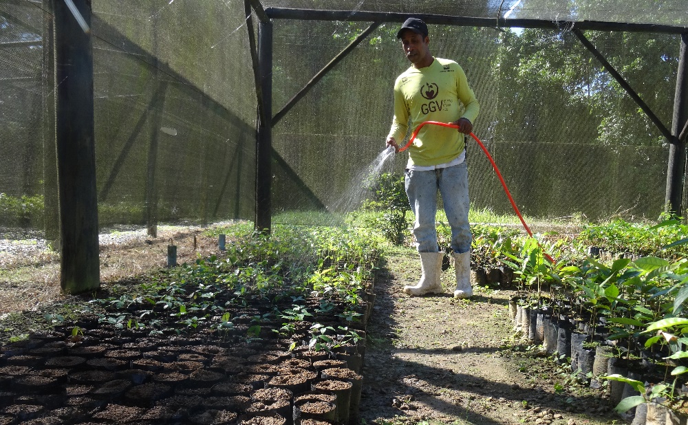 Mauricio watering saplings in the tree nursery at REGUA, Brazil.