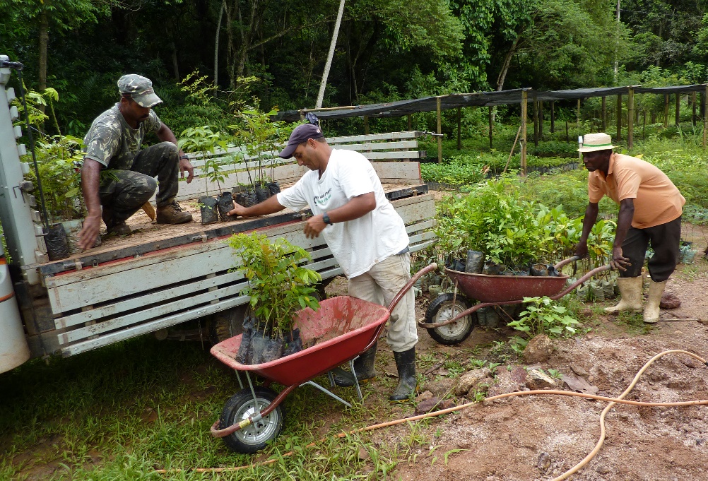 Workers loading saplings onto a flat-bed truck, ready for transportation to planting area.