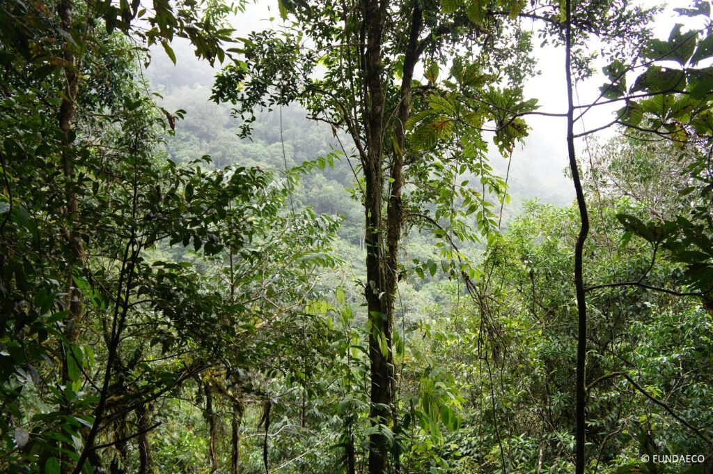 San Isidro rainforest in Guatemala protected by FUNDAECO