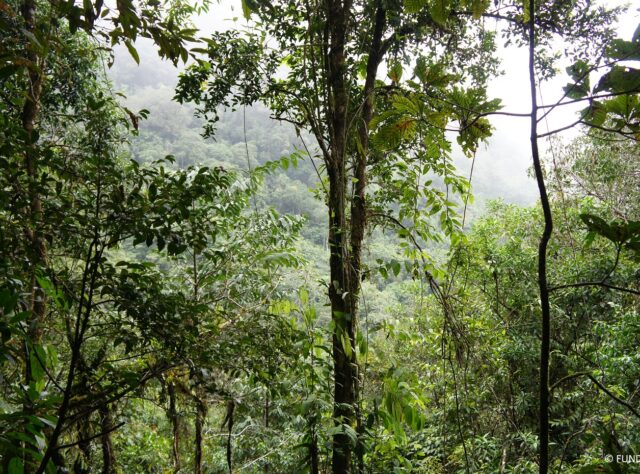 San Isidro rainforest in Guatemala protected by FUNDAECO