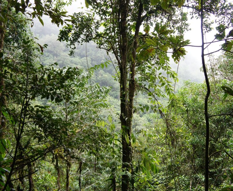 San Isidro rainforest in Guatemala protected by FUNDAECO