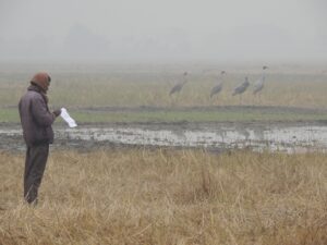 A fieldworker monitoring Sarus Crane in India.