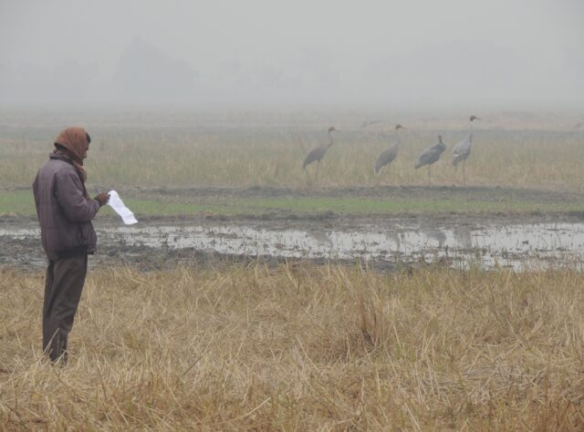 A fieldworker monitoring Sarus Crane in India.