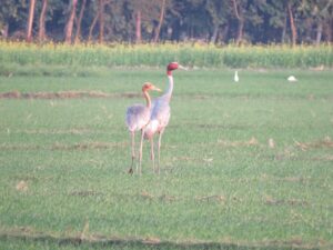 A pair of Sarus Crane in a field, India.