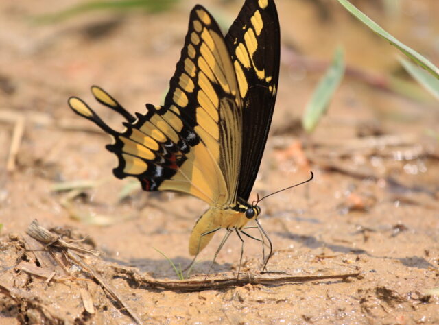 A Thaos Swallowtail butterfly on the ground at REGUA, Brazil.