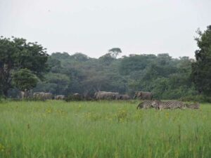 Elephants and Zebra roaming at Kasanka