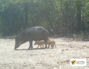 Camera-trap image of a Chacoan Peccary with young, in Paraguay