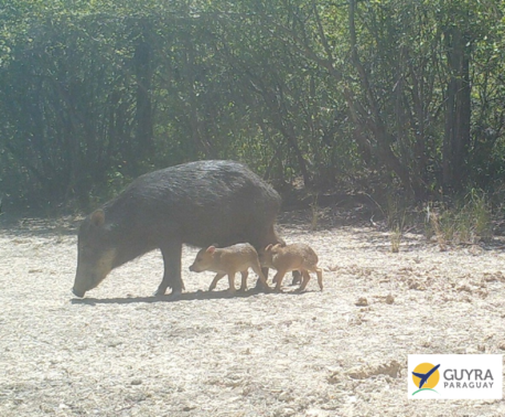 Camera-trap image of a Chacoan Peccary with young, in Paraguay