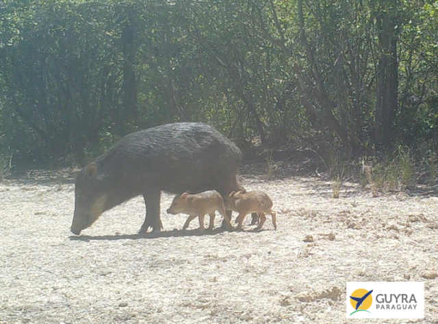 Camera-trap image of a Chacoan Peccary with young, in Paraguay