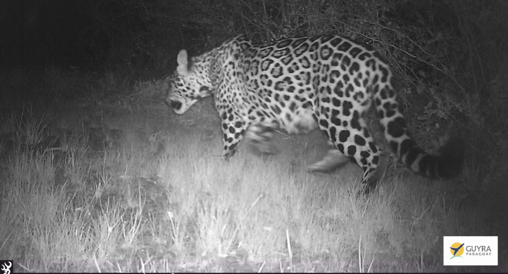 Black and white camera-trap image of a pregnant Jaguar in Paraguay