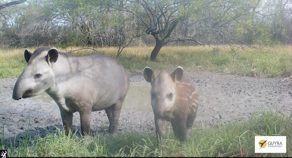 Mother and calf Lowland Tapir, photographed by a camera trap