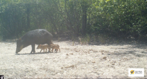 Mother and calf Lowland Tapir, photographed by a camera trap
