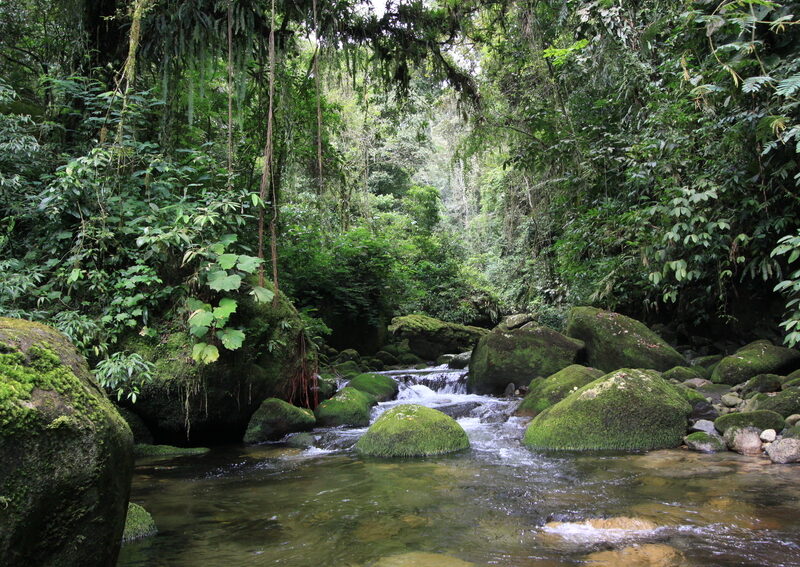 View of a mountain stream at REGUA, Brazil. Chris Knowles.