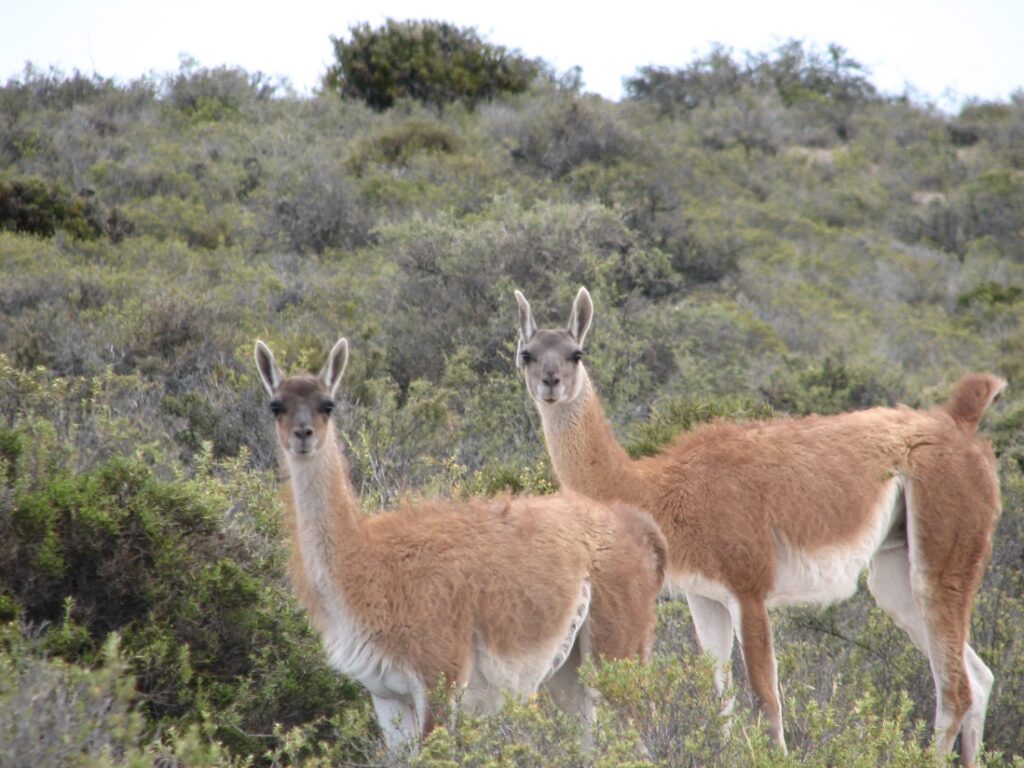 A photo of two Guanaco at La Esperanza, Patagonia.