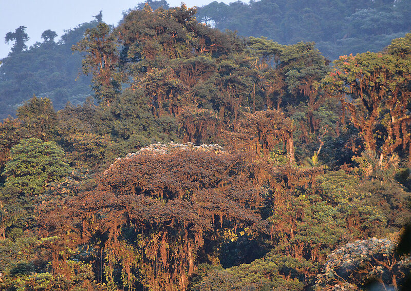 Manduriacu Reserve. Image credit: Sebastian Kohn.